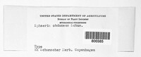 Praetumpfia obducens image